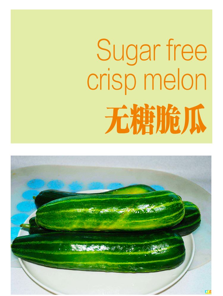 潍坊特产新鲜脆瓜清脆微甜果香清淡水分充足基地直供