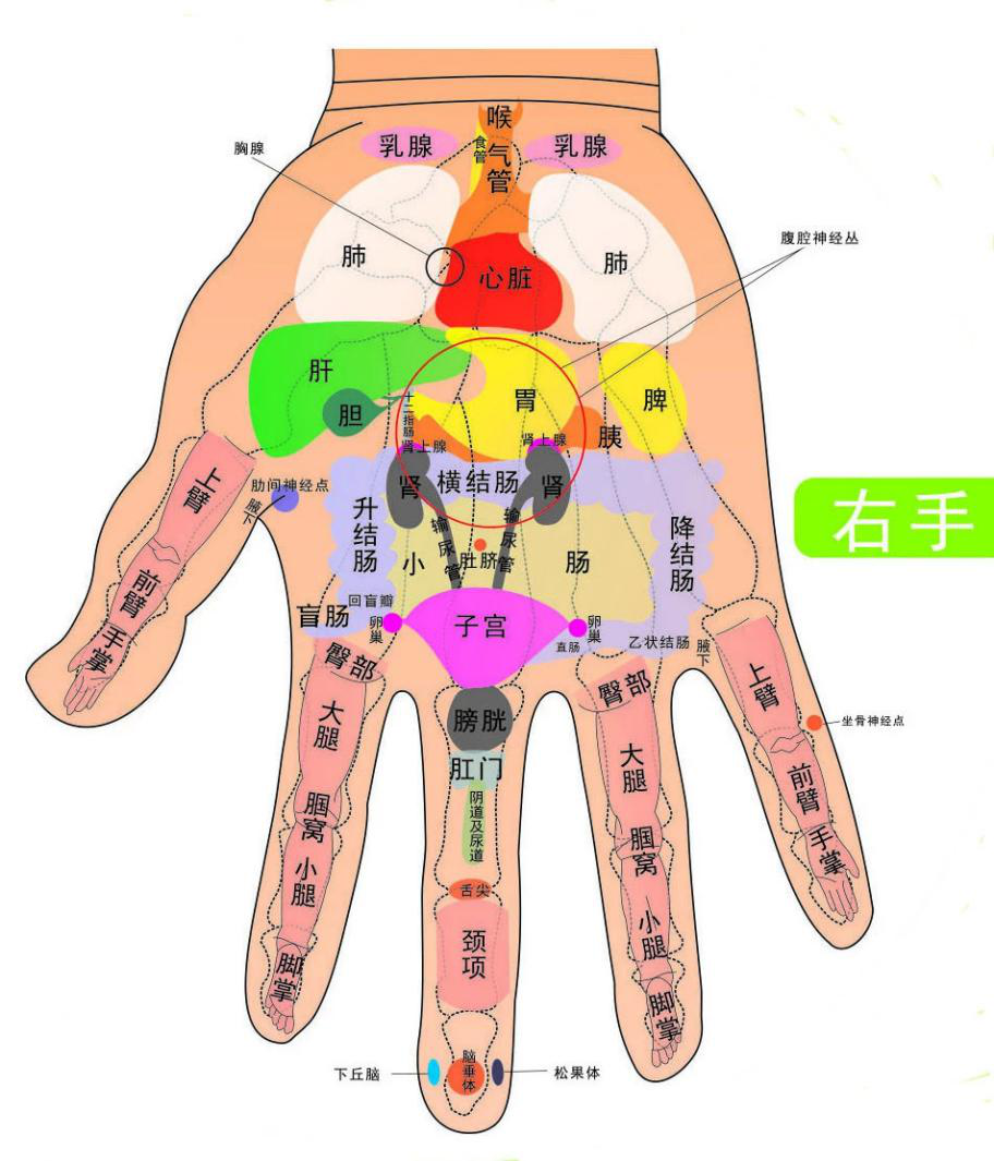 手诊手疗是根据中国传统医学整体学说,生物全息律学说,神经反射学及