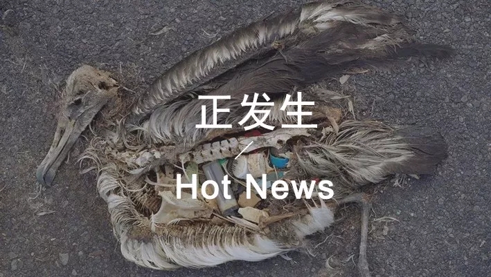 他在太平洋荒岛上拍下最残忍的照片，照出每个人最惭愧的一面
