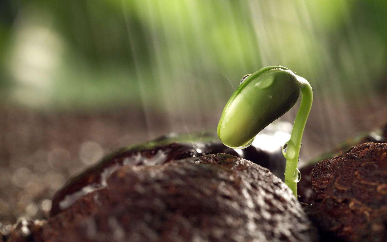 植物生长-25天豆子生长过程记录-度小视