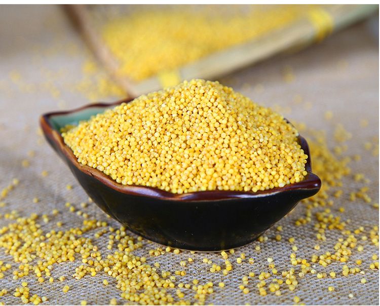 蒙清有机小香米内蒙古有机黄小米小黄米新米粥米五谷杂粮400g