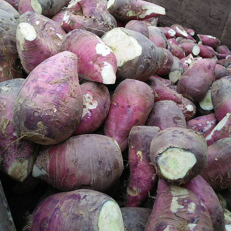 【魏大妈】红腌菜原汁原味冰糖酱香味巴盟特产蔓菁下饭菜咸菜